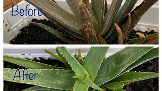 How we saved our brown dying Aloe vera plant in 10 days [upl. by Fosque849]