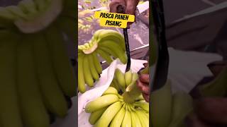 Pasca Panen Pisang postharvest banana [upl. by Edroi]