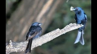 A Pair Of Drongos Having A Early Morning Chat [upl. by Helms]