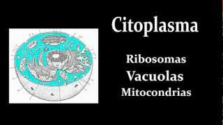 La CÃ©lula Eucariota [upl. by Sidky]