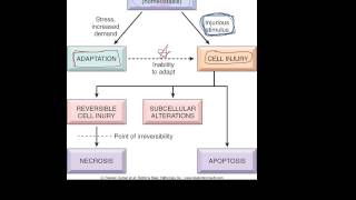 1  Introduction to pathology  etiology pathogenesis morphology terms homeostasis apoptosis [upl. by Auqinat]