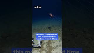 Rare Footage Bigfin Squid Walks on Ocean Floor at 10000 Feet in Tonga Trench  Nukta [upl. by Oirottiv648]