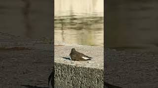 Common Sandpiper is chilling  Кулікперавозчык адпачывае nature urbanbirding birdlover wildlife [upl. by Khichabia]