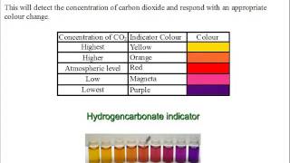 Siba Learning Zone  Gas Exchange Experiment hydrogencarbonate indicator solution [upl. by Nyllek]