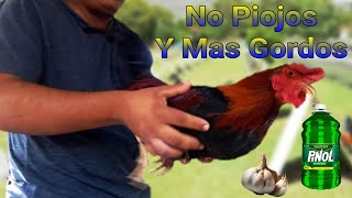 Como Desparasitar Y Eliminar Los Piojos A Mis Gallos [upl. by Rehtae]