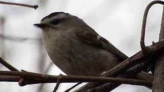 Goldencrowned Kinglet singing [upl. by Weywadt]