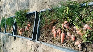 Brilliant Idea  How To Grow Carrots At Home Very Simple Growing Carrots Form Containers For Seed [upl. by Stinson]