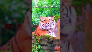 Harimau Jawa Belum Punah  shortvideo faktaunik feedshorts fakta animals [upl. by Aizatsana]