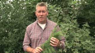 Identifying Western Red Cedar [upl. by Eelarbed]