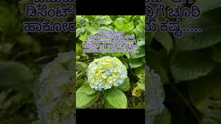 ನಿಜ ತಾನೇquotes kannada motivation inspirationalquotes shorts short [upl. by Jael478]