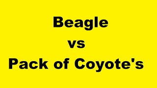 Coyote vs Puppy Pet Dog and Coyotes Howl Fearless Pocket Beagle Breeder [upl. by Douty297]