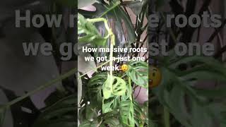 How i Propagate my Monstera monkey maskmassive roots in just a week 😲 dailyvlog plants [upl. by Attevroc]