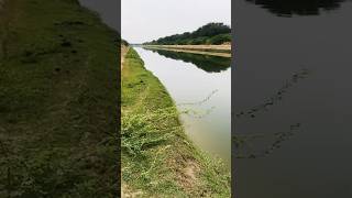 Nahar ka pani  IGNO CANAL  travel journey youtubeshorts ytshorts [upl. by Drarrej]