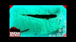 HUNDREDS of FISH Crystal Blue Water Big Spring Kitchitikipi Upper Peninsula GoPro [upl. by Anyl]