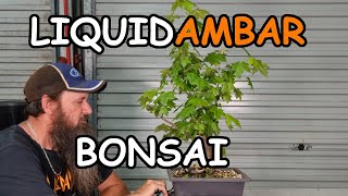 Liquidambar Bonsai Development Pruning [upl. by Georgia233]