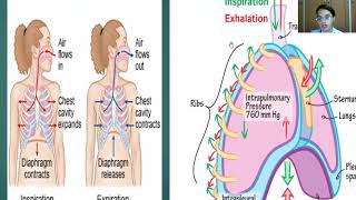 Pleurisy Pleuritis [upl. by Adilem]