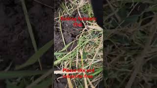 Forking fantastic find metaldetecting tresurehunting subscribe [upl. by Ahidam]