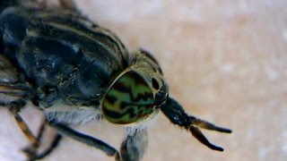 microscope video Horsefly Haematopota pluvialis [upl. by Anerahs]