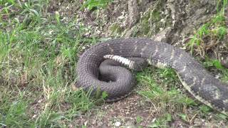 Rattle Snake Roundup Noxen Pa June 15 2024 [upl. by Uriel]