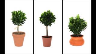 How to Care for your Euonymus Topiary [upl. by Dleifniw]