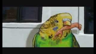 Killer Budgies [upl. by Ronald]