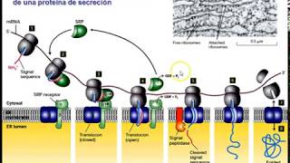 Clase Retículo Endoplásmico Rugoso parte III [upl. by Walt]