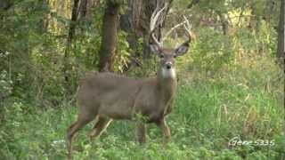 Iowa Whitetailed Deer  Walking By [upl. by Evered]