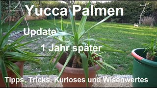 Yucca Palme schneiden  Fazit Update 1 Jahr später Palmen vermehren  Ableger ziehen [upl. by Aicnerolf302]