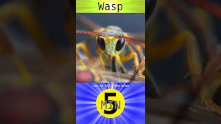 Wasp  Short [upl. by Paco706]