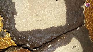 Live Termites White Ants Damaged Wood Furniture [upl. by Kopans]