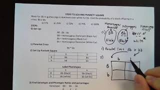 Punnett Practice 0 The Stepes to Complete Punnett Squares [upl. by Tnarud]