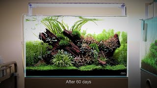 Nature Aquarium Aquascape Tutorial Step by Step ADA 60p at Aquarium Gardens [upl. by Anicart330]