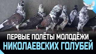 ПЕРВЫЕ ПОЛЁТЫ МОЛОДЁЖИ НИКОЛАЕВСКИХ ГОЛУБЕЙ [upl. by Oinoitna163]