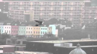 Urban Peregrine Falcon Bristol City Centre 24th September 2013 [upl. by Ynnam]