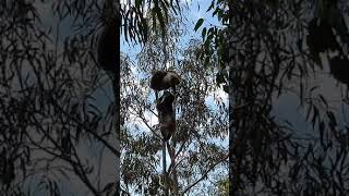 Wild koalas mating [upl. by Scarito]