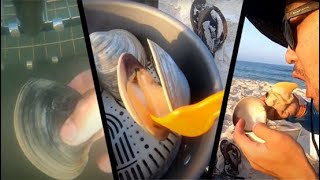 How to Clam Clam and Cook on the Jersey Shore [upl. by Enimisaj24]