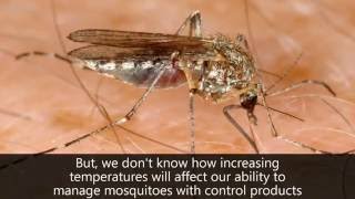 Temperature mosquitoes and the effectiveness of mosquito control products [upl. by Arjan]