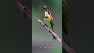 Chestnut headed bee eater [upl. by Isoais]