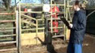 Bovine Tuberculosis Testing [upl. by Linet821]