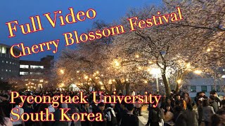 Pyeongtaek University Cherry Blossom Festival [upl. by Reimer]