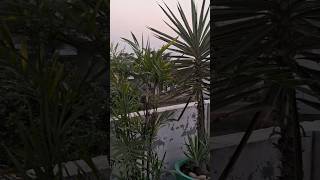 Yucca and bamboo palm 🌴 🪴youtubeshorts youtube ytshorts bamboo palm yucca plants furcraea [upl. by Therron]