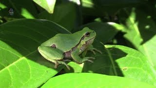 RAINETTE ArboricoleSoleilHyla arborea  BRUITX [upl. by Notslar242]