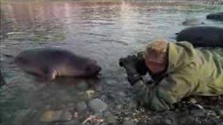 Art Wolfe with seals [upl. by Enelaj]