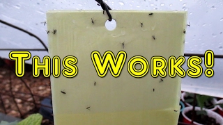 Easy DIY Sticky Traps  Eliminate Fungus Gnats Aphids White Flies Leaf Miners etc [upl. by Esac]