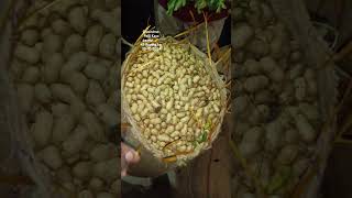 Groundnut palli Kaya peanut 🥜 today bowenpally vegetable market farmersmarket streetfood dty vlog [upl. by Etyak194]