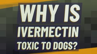 Why is ivermectin toxic to dogs [upl. by Riordan950]