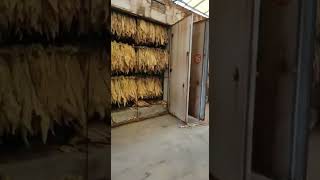 Tobacco leaves electric hot air heat pump drying machine [upl. by Engis]