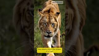 The Fascinating World of Tigons Rare Big Cat Hybrids Explained [upl. by Ariadne]