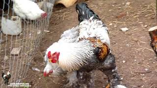 BRAHMA CHICKEN  BRAHMA BSO  AGROKOTAGR [upl. by Diet106]