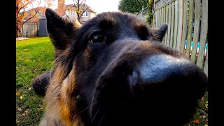 Sweet Odin Purebred German Shepherd [upl. by Barn67]